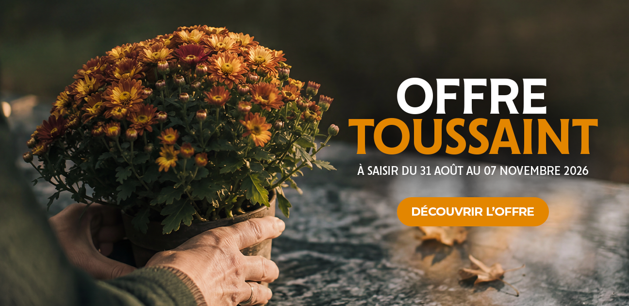 Offre Toussaint